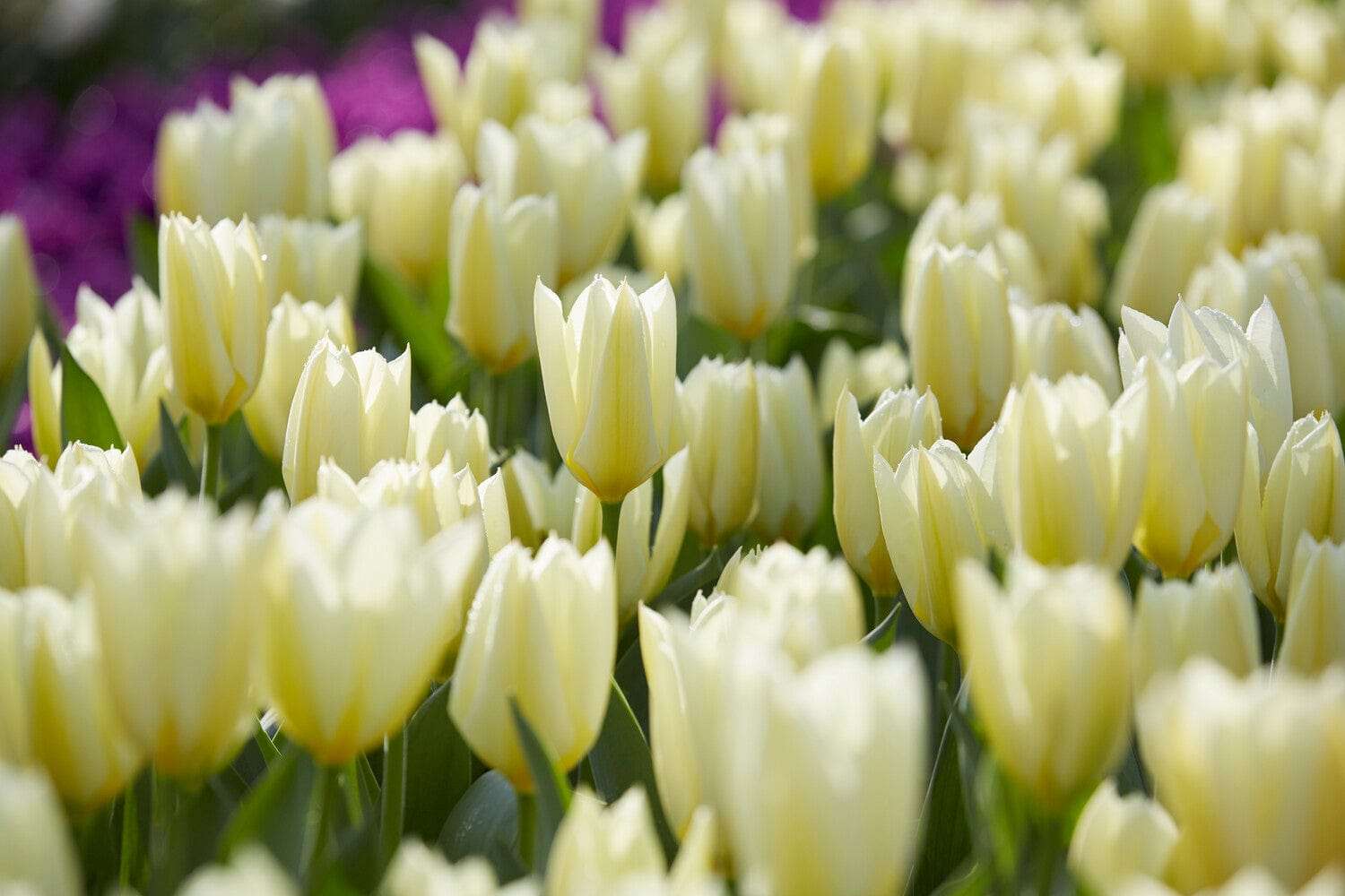 Tulipe 'Purissima'
